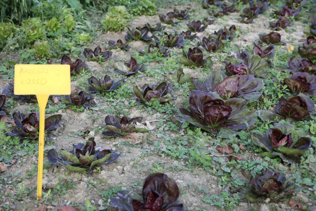 winter vegetable gardening.PNG