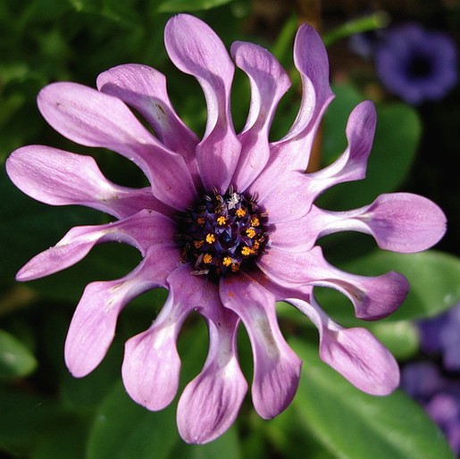 light purple African daisy.jpg