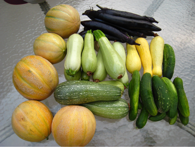 Beautiful organic vegetable garden in colors.PNG