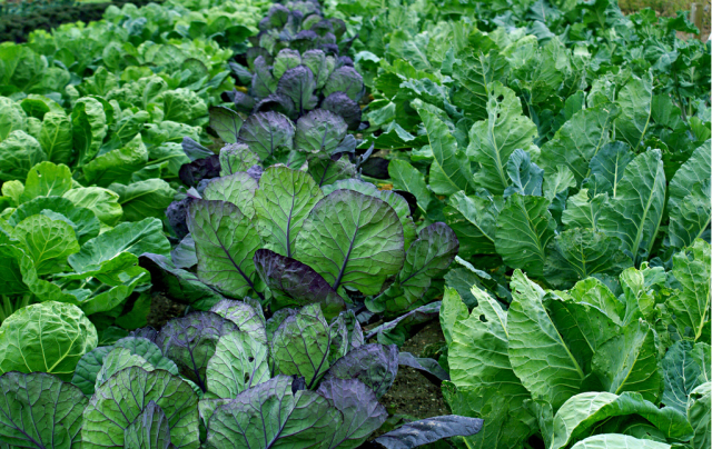 best vegetable garden.PNG