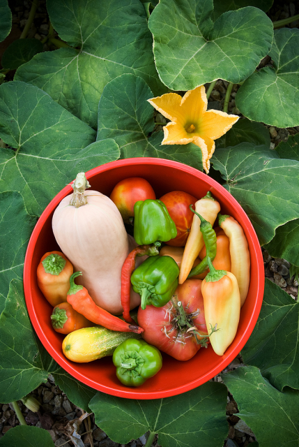 Colorful vegetables from organic garden growing.PNG