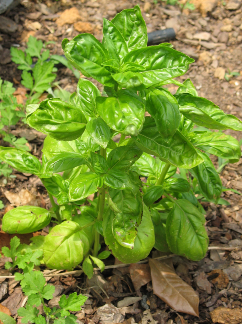 creating a vegetable garden for basil a very nice herb.PNG