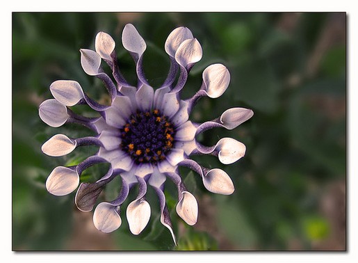 light purple African daisy picture.jpg