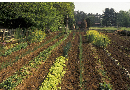 garden landscape photos.PNG