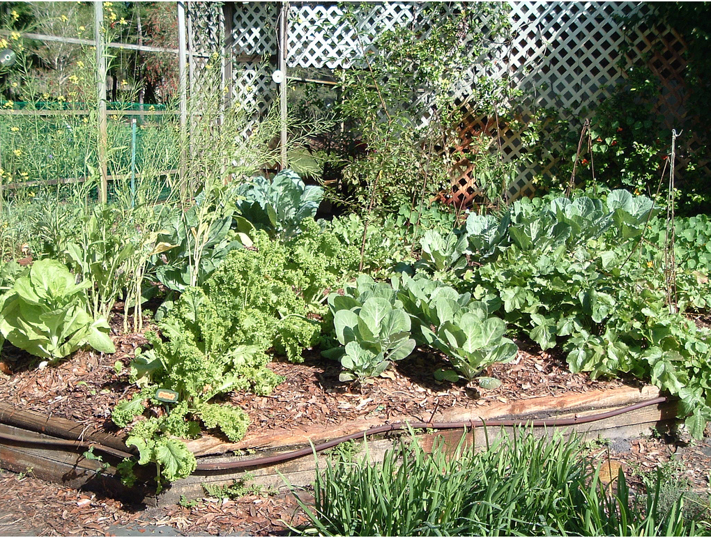 Garden vegetable pictures.PNG