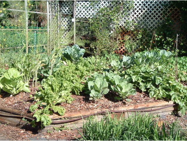 Garden vegetable pictures.PNG