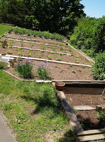 garden vegetables_garden landscaping.PNG