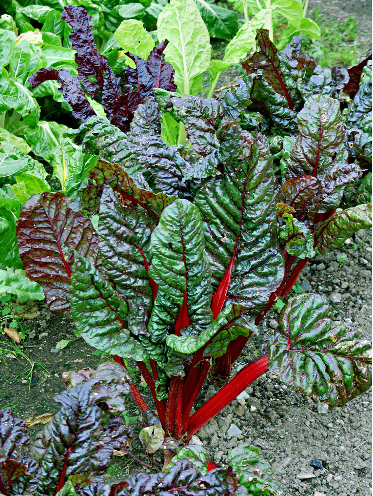gardening vegetables image.PNG