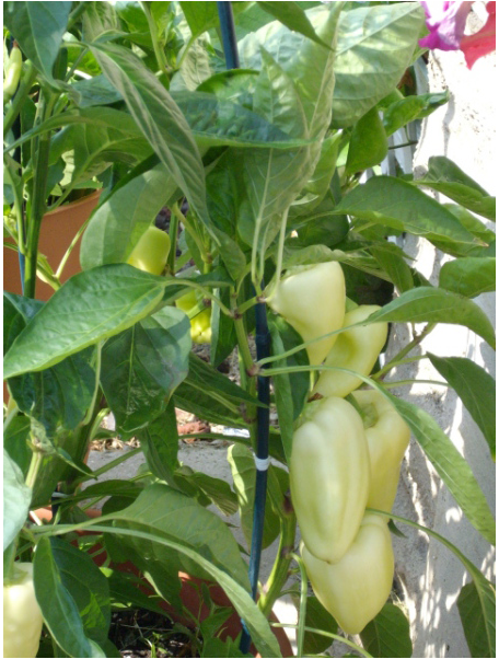 Golden Bell Peppers from new vegetable garden.PNG
