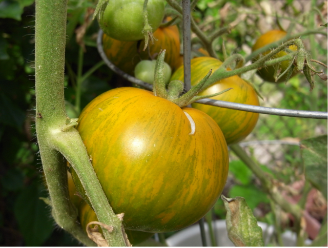 green zebra_best vegetable garden.PNG