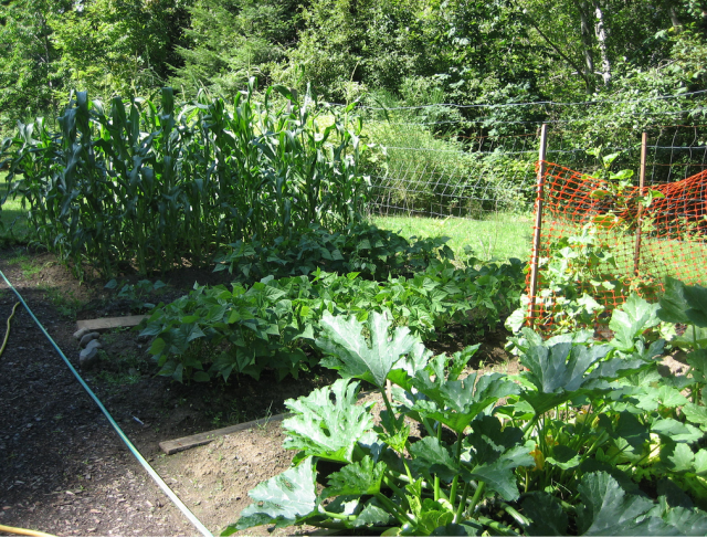 growing a vegetable garden_ garden ideas.PNG