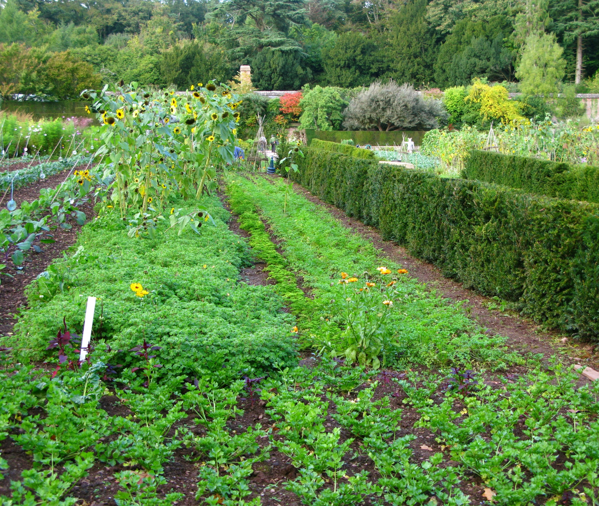 growing vegetable garden_garden landscape.PNG