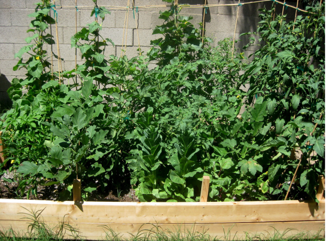 Growing Vegetables pictures.PNG