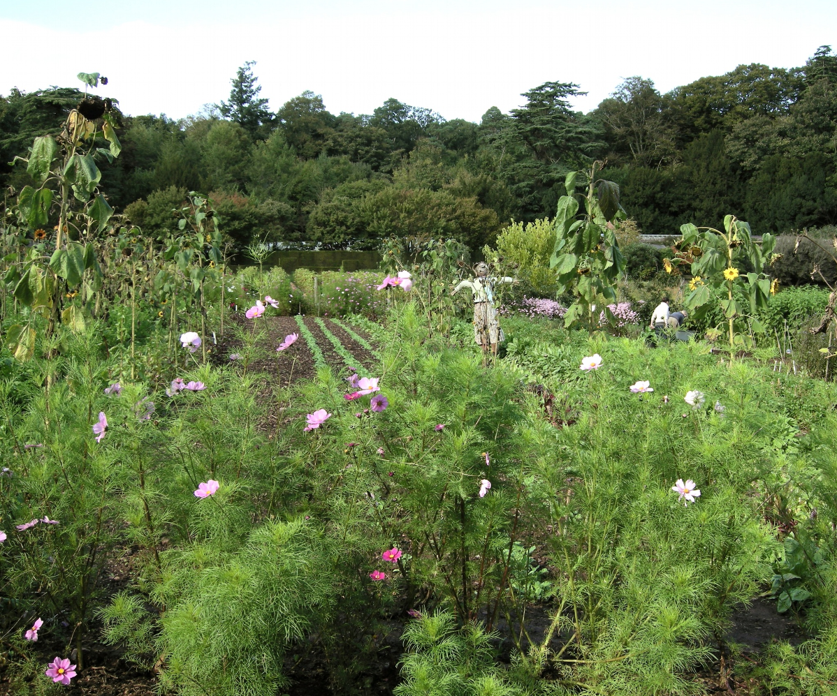 Image of garden landscaping_growing a vegetable garden.PNG