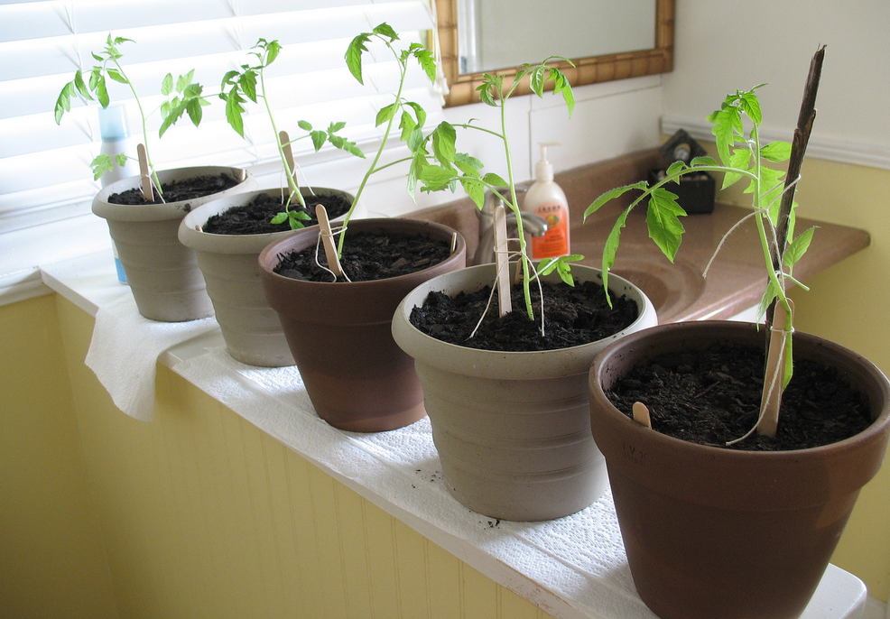 Indoor vegetable gardening_garden vegetable seeds.PNG