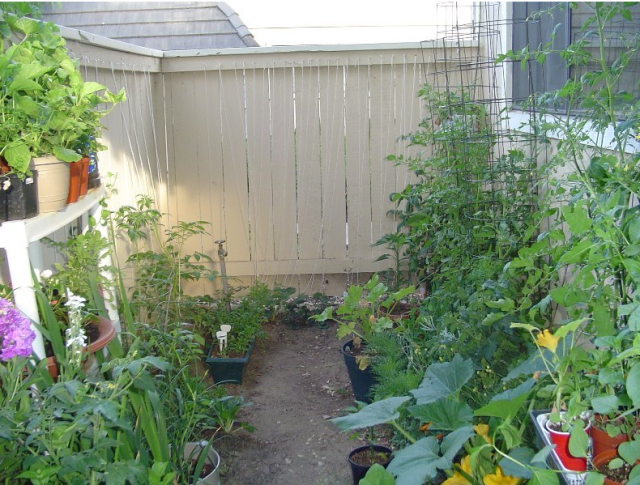 organic container gardening.PNG