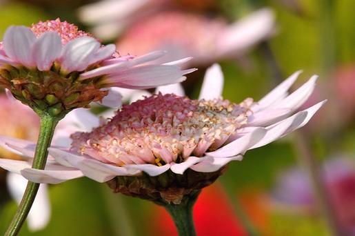 light pink daisy flowers.jpg