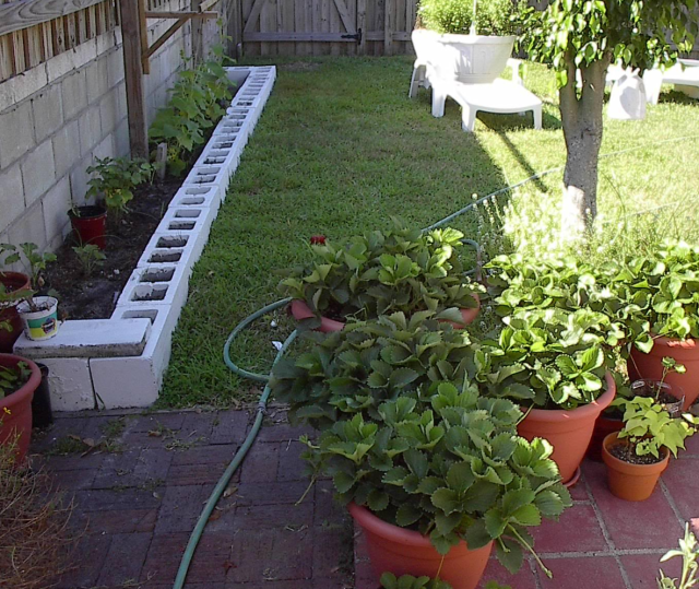 organic container gardening_growing herbs.PNG