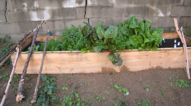 Photo fo Raised Bed Garden.PNG