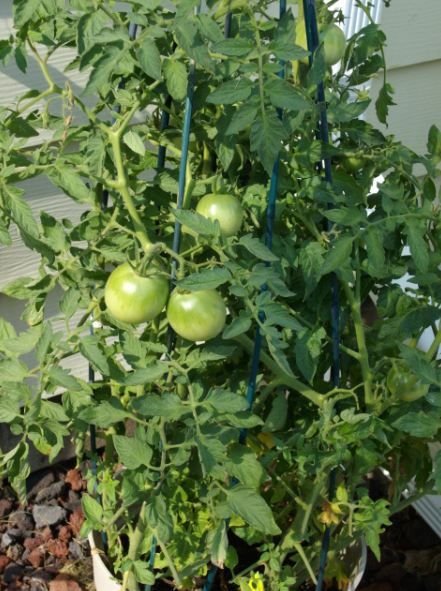 Photo of tomato gardening.PNG