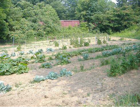 Picture of a vegetable garden.PNG