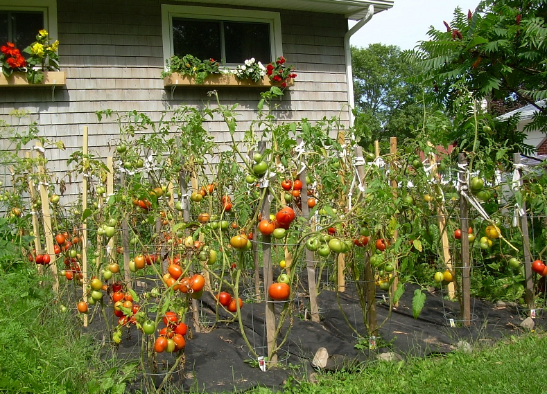 Picture of garden tomatoes.PNG