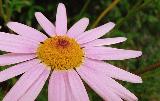 light pink daisy flower.jpg