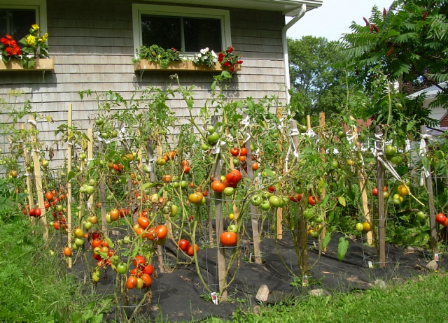 Picture of garden tomatoes.PNG