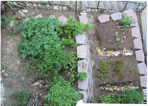 picture of vegetable garden.PNG