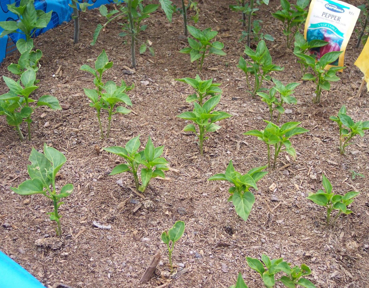 Picture of vegetable seeds_growing vegetables.PNG