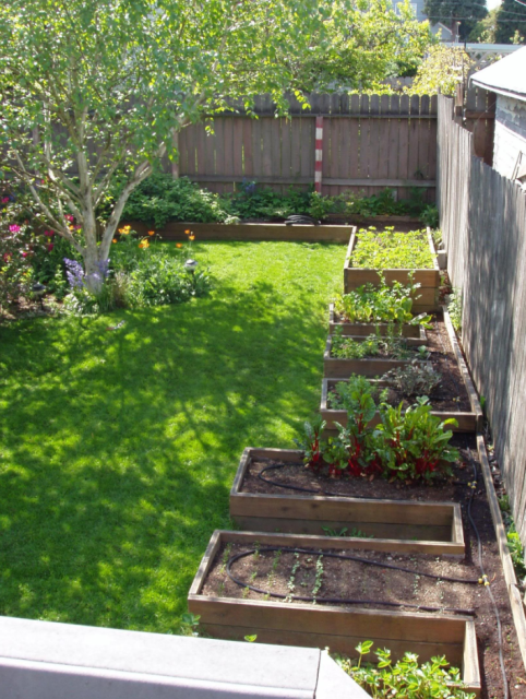 Pictures of raised beds gardening_backyard vegetable garden.PNG