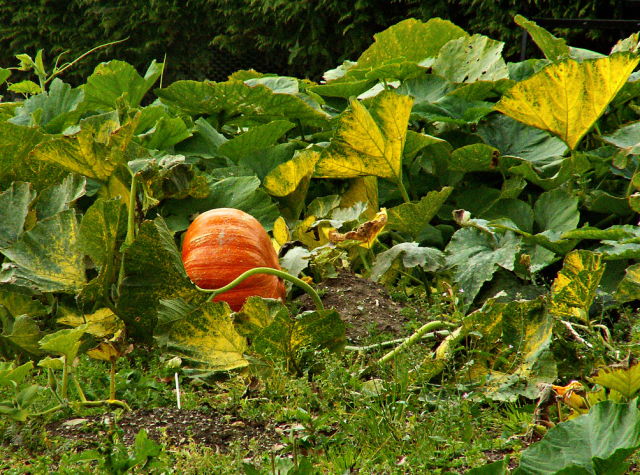plant vegetable garden_pumpkin garden.PNG