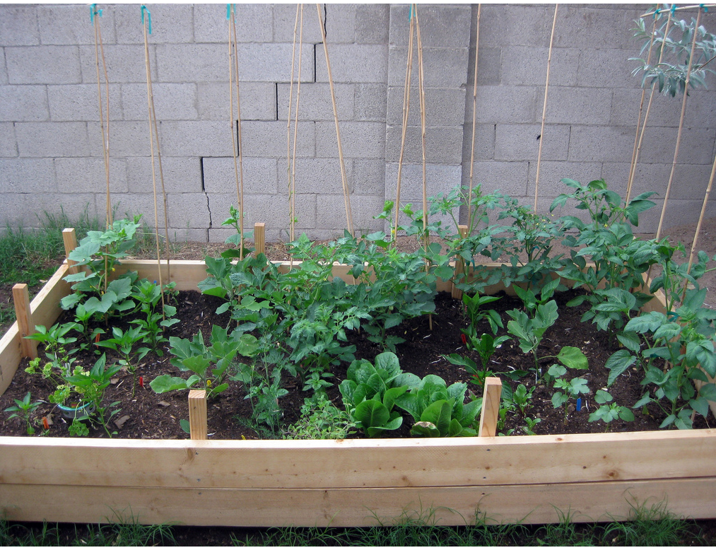 planting garden vegetables pictures.PNG