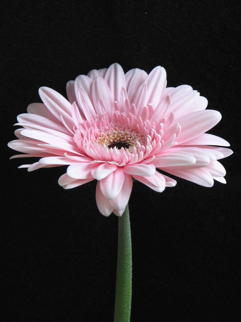 light pink daisy flower image.jpg