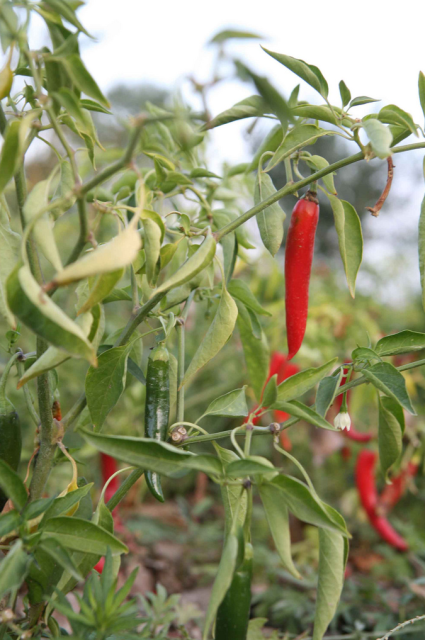 Red Hot Chili Plant pictures.PNG