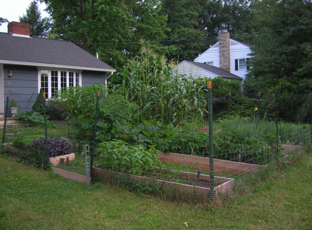 Summer vegetable garden image.PNG