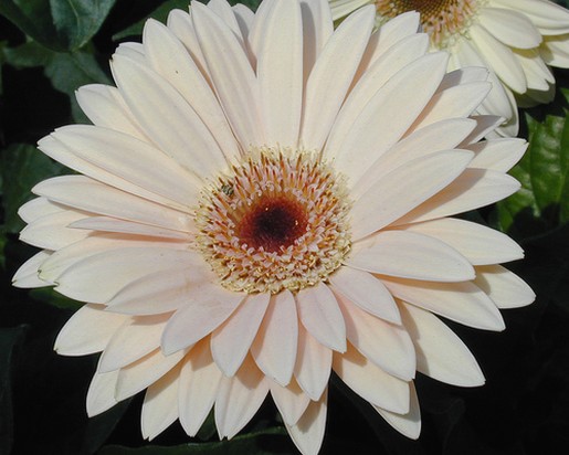 light peach Gerbera Daisy.jpg
