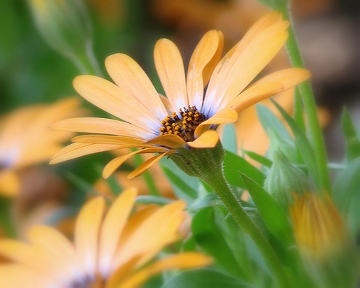 light orange daisies.jpg