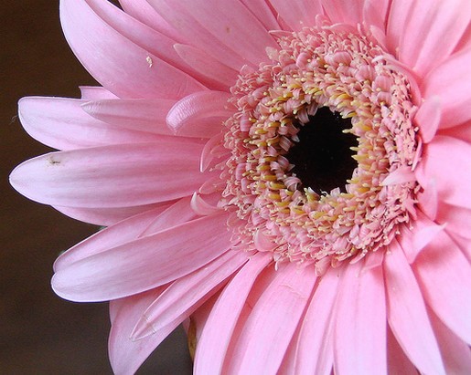 light daisy flower.jpg
