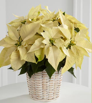 Picture of  White Poinsettia Basket for Christmas.PNG