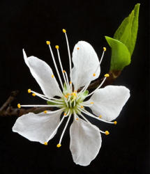 White Flower Pictures
