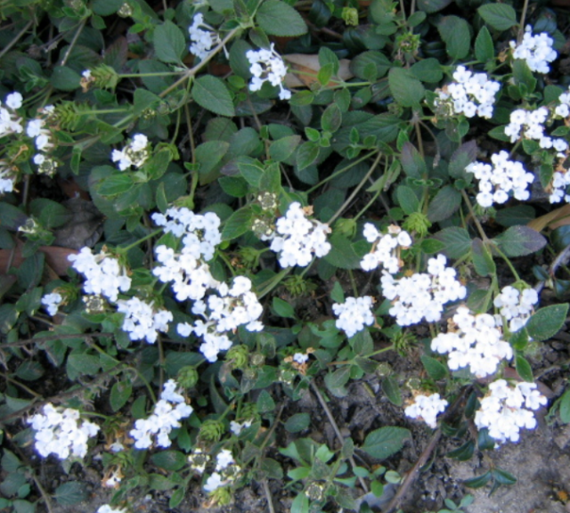 Picture of pretty white small flowers.PNG