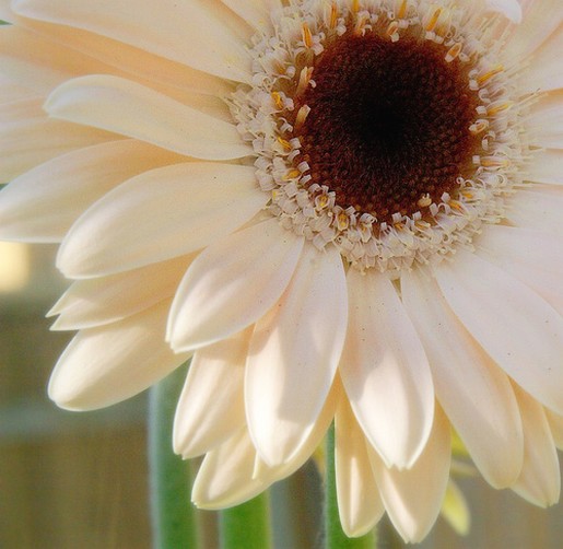 light daisy flower photo.jpg