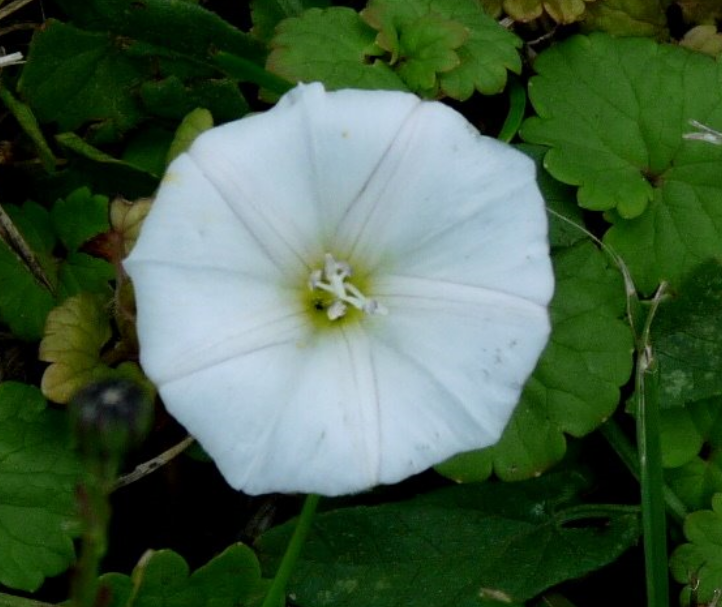 Round white flowers photo.PNG