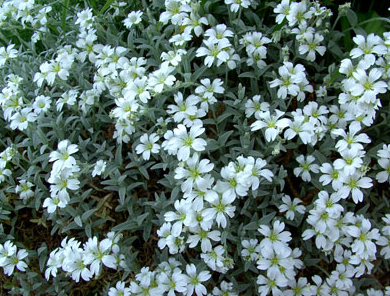 Small white flowers images.PNG