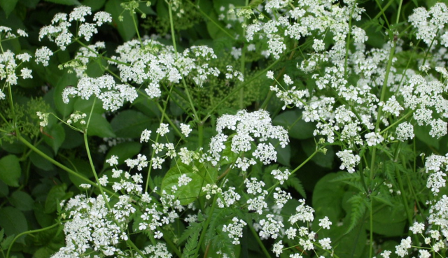 Snow tiny white flowers 5 Petals with green leaves IDENTIFIED