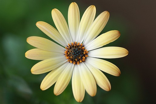 lemon yellow daisy.jpg