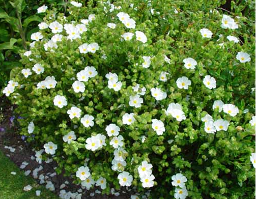 White Cistus flowers picture.PNG
