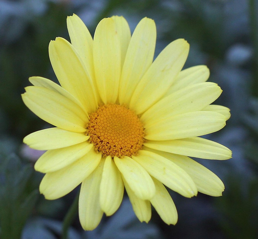lemon yellow daisy flower.jpg