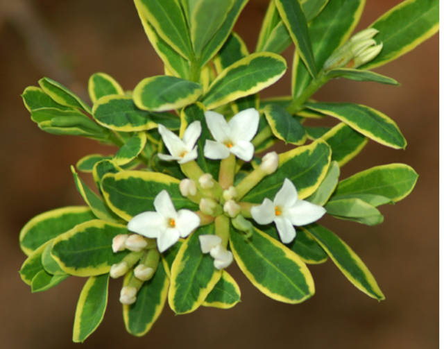White daphne shrubs pictures.PNG